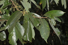 Nothopegia racemosa